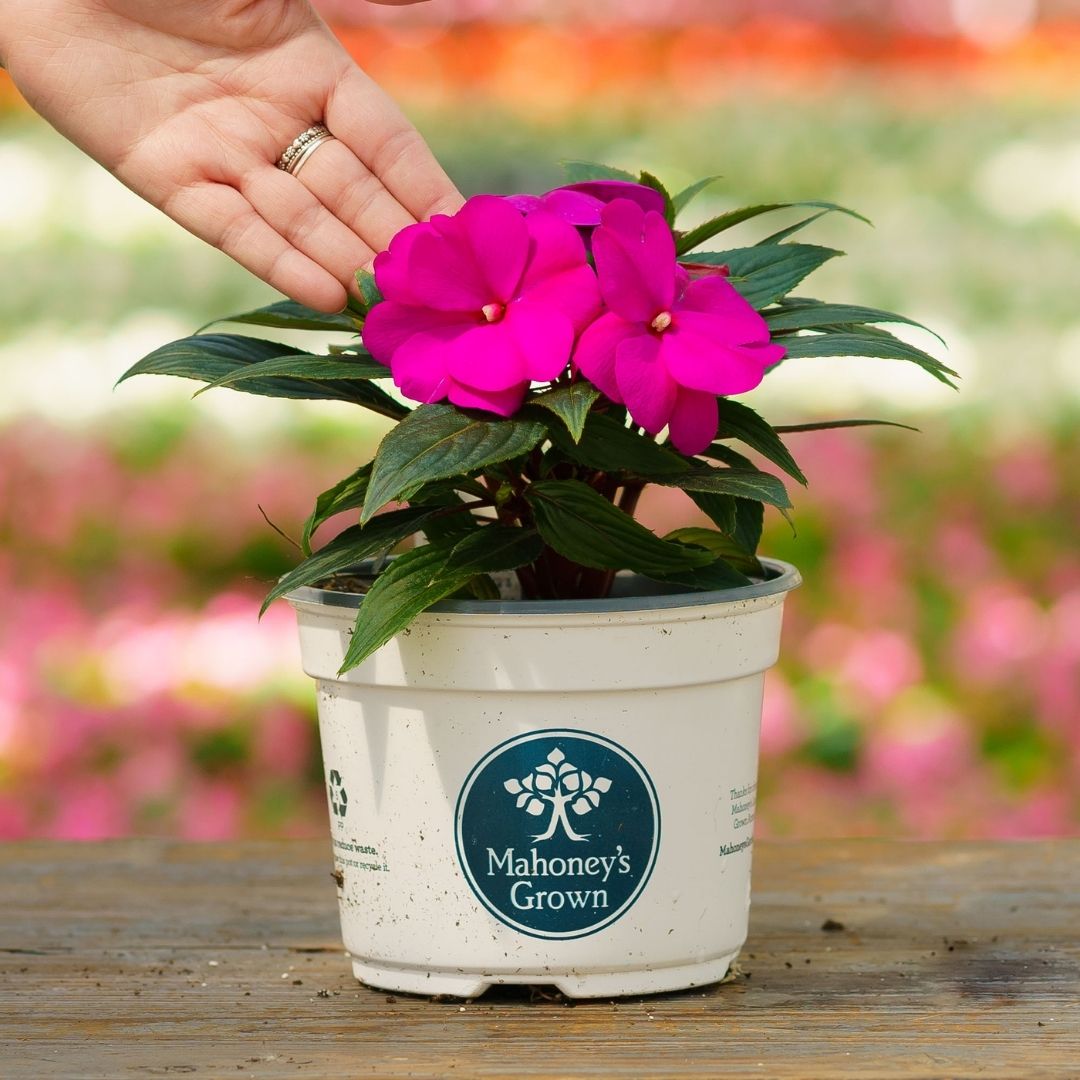 New Guinea Impatiens – Super Sonic Lilac – 6.5″ Pot